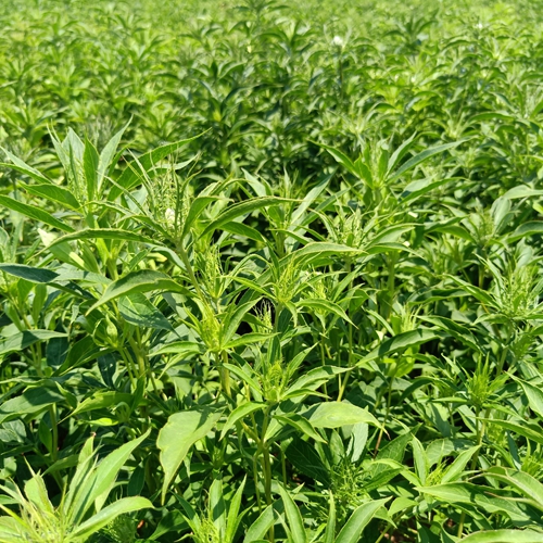 淮南白術種植戶